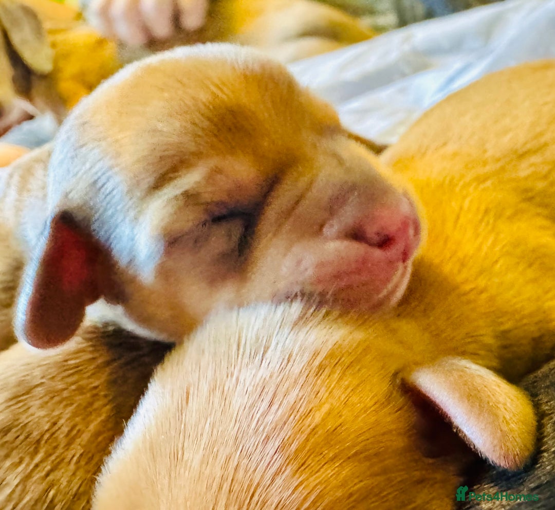 Mixed Breed dogs for sale: Beautiful Dachshunds for sale  - Image 3