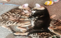 Bengal cats for sale: ✨Pure Bengal Kittens – Champion Bloodline ✨ - Image 6