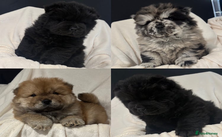 Chow Chow dogs - Advert 18