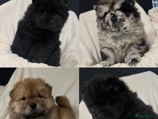 Chow Chow dogs - Advert 6