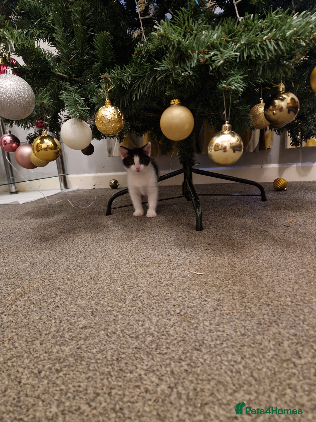 Mixed Breed cats for sale: Playful kittens looking for their furever homes  - Advert 7