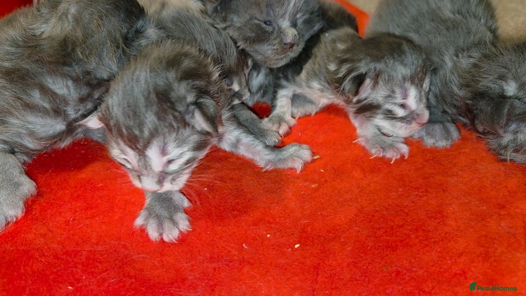 Maine Coon cats for sale: Tica maine coon kitten  - Advert 6