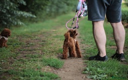 Toy Poodle dogs for sale: 1 YEAR OLD BEAUTIFUL ASIAN TOY POODLE BOY FOR SALE - Image 5