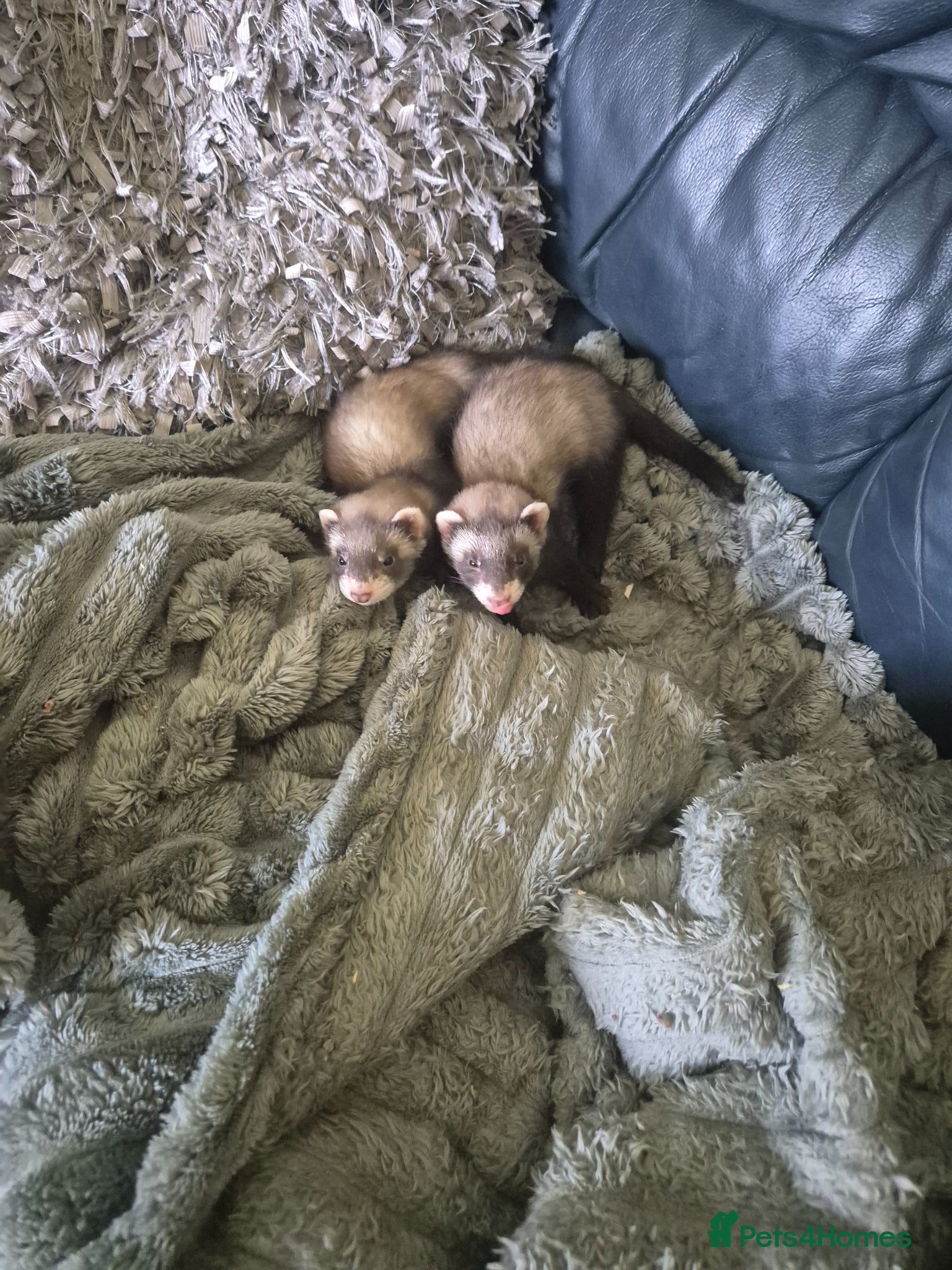 Ferret rodents Good morning - Advert 11