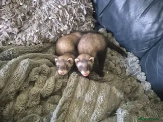 Ferret rodents Good morning - Advert 11