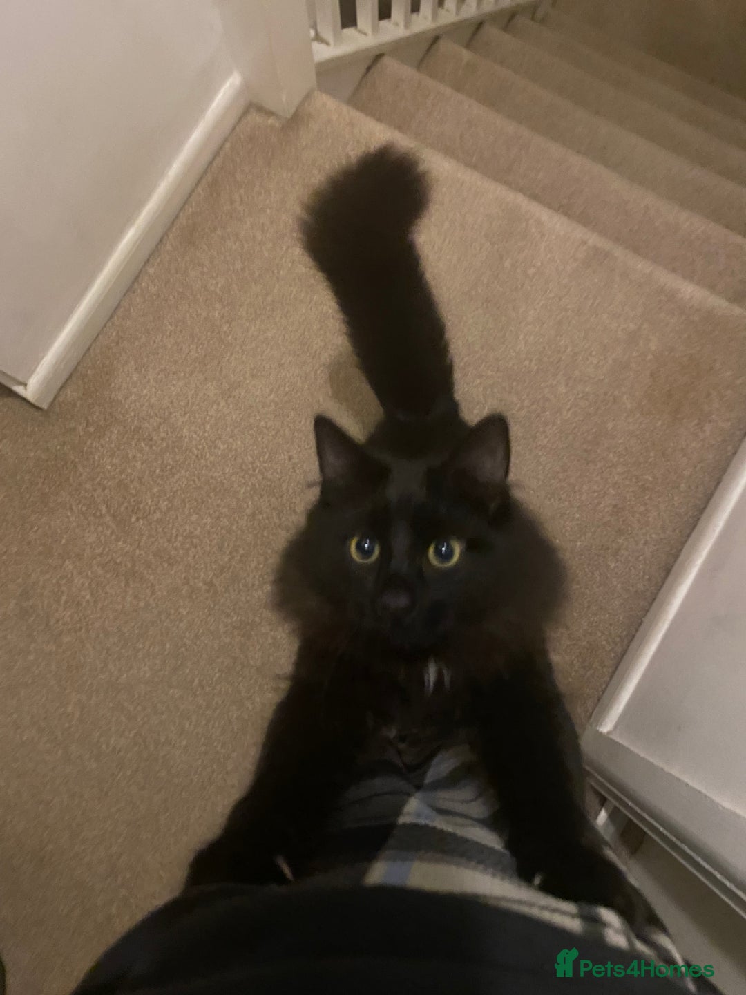 British Longhair cats for sale: 7month old male cat - Advert 11