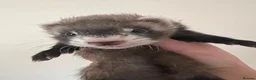 Ferret rodents for sale: Beautiful Baby Ferrets for Sale ❤️ - Advert 10