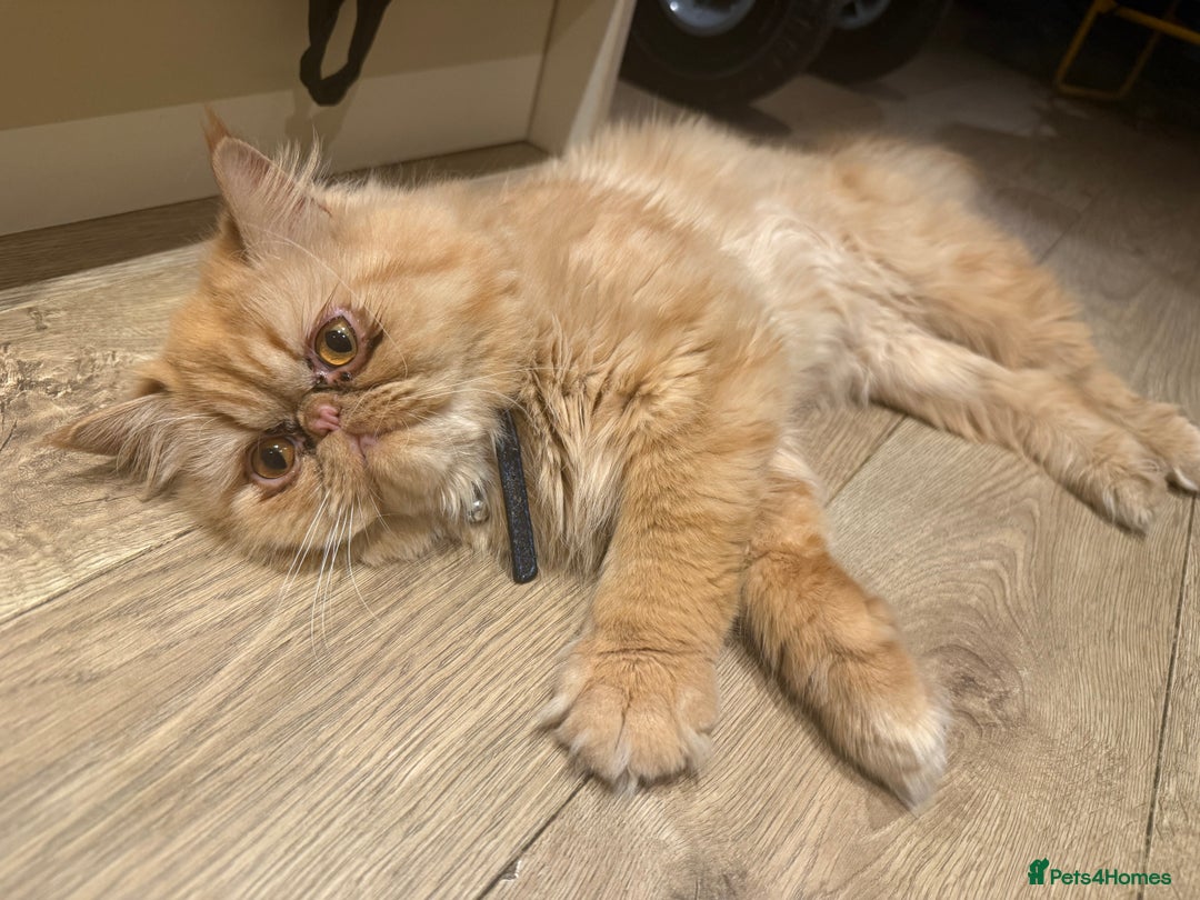 Persian cats for sale: 1 year old Persian (Reggie) - Advert 2
