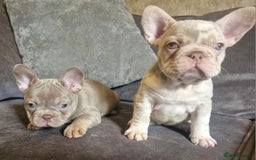 French Bulldog dogs for sale: Last 2 females dwkc frenchies - Image 20