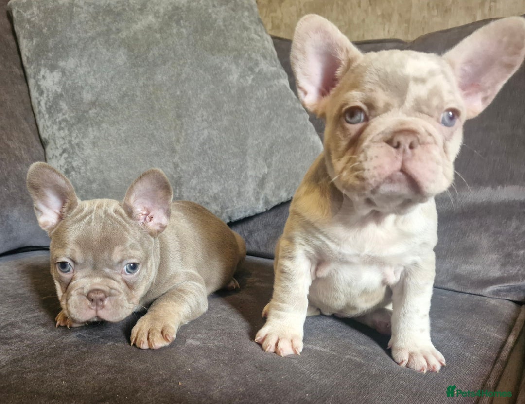 French Bulldog dogs for sale: Last 2 females dwkc frenchies - Image 20