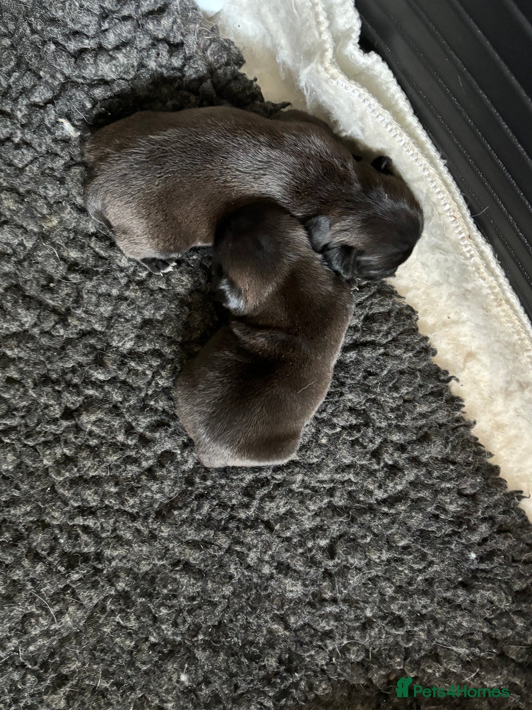 Pug dogs for sale: 🐾 Adorable Pug Puppies for Sale 🐾 - Image 6