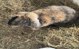 English rabbits for sale: Rabbit free to good home - Image 2