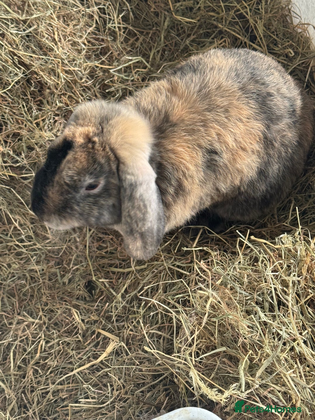 English rabbits for sale: Rabbit free to good home - Image 2