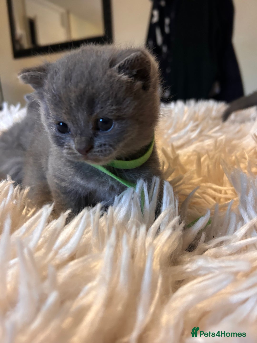 British Shorthair cats for sale: Pedigree British shorthair kittens - Image 6
