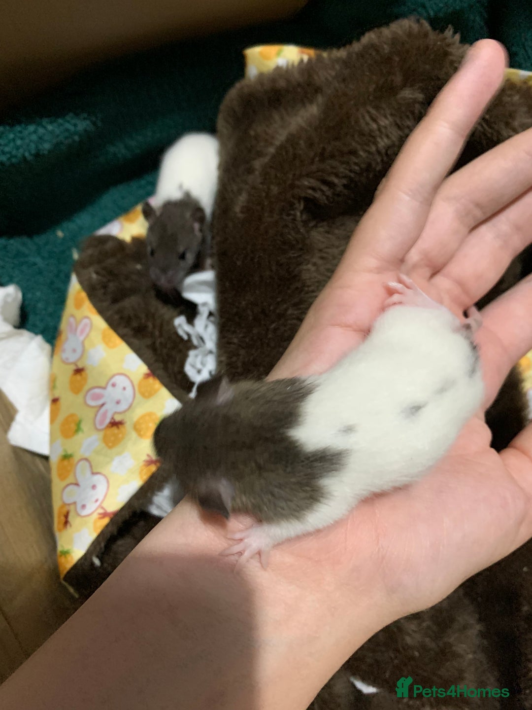 Rat rodents for sale: BABY RAT PUPS - Image 7