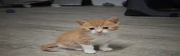 Mixed Breed cats for sale: Kittens for sale ready now  - Advert 15