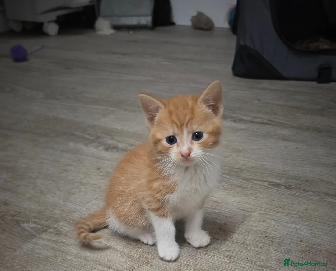 Mixed Breed cats for sale: Kittens for sale ready now  - Advert 15