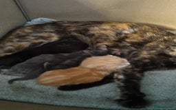 Domestic Shorthair cats for sale: Beautiful mix of kittens  - Image 8