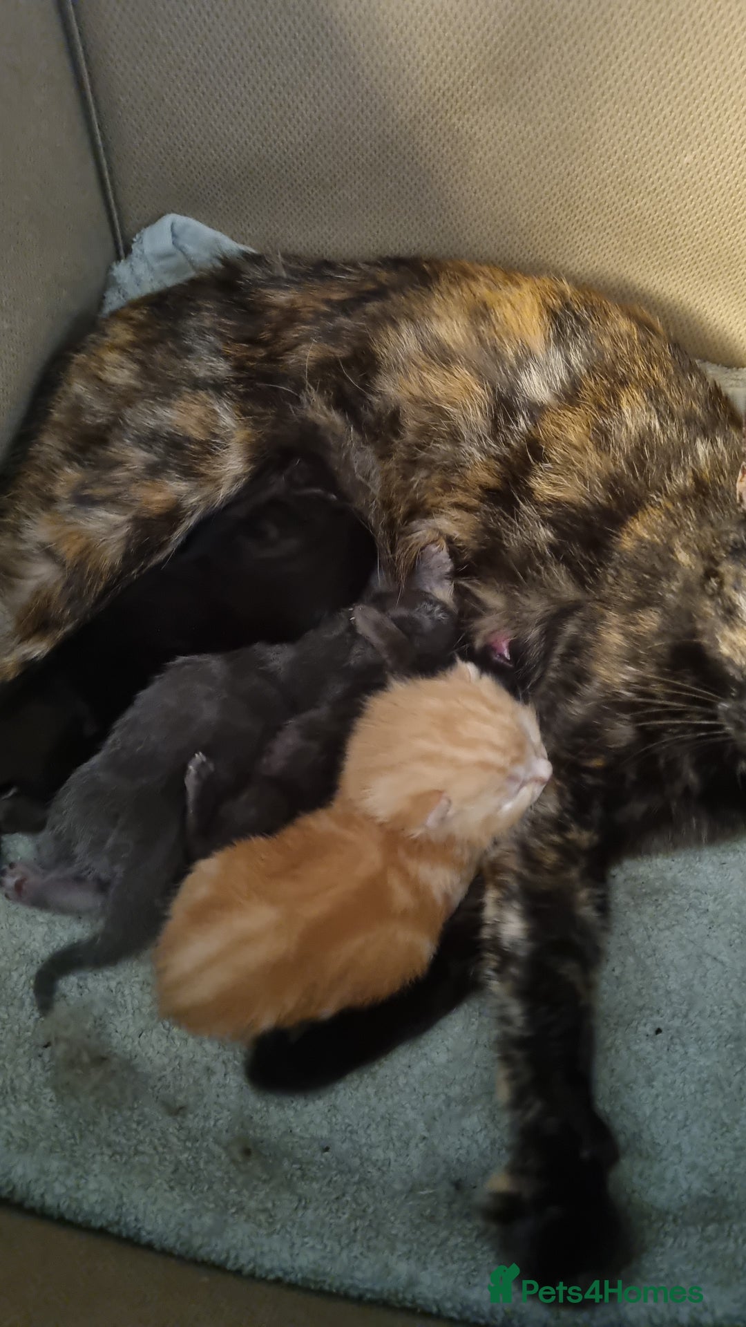 Domestic Shorthair cats for sale: Beautiful mix of kittens  - Image 8