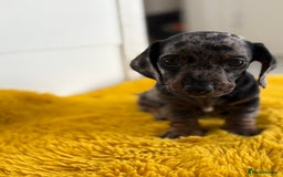 Miniature Dachshund dogs for sale: Miniature dachshunds ⭐️ 1 BOY LEFT ⭐️ - Image 1