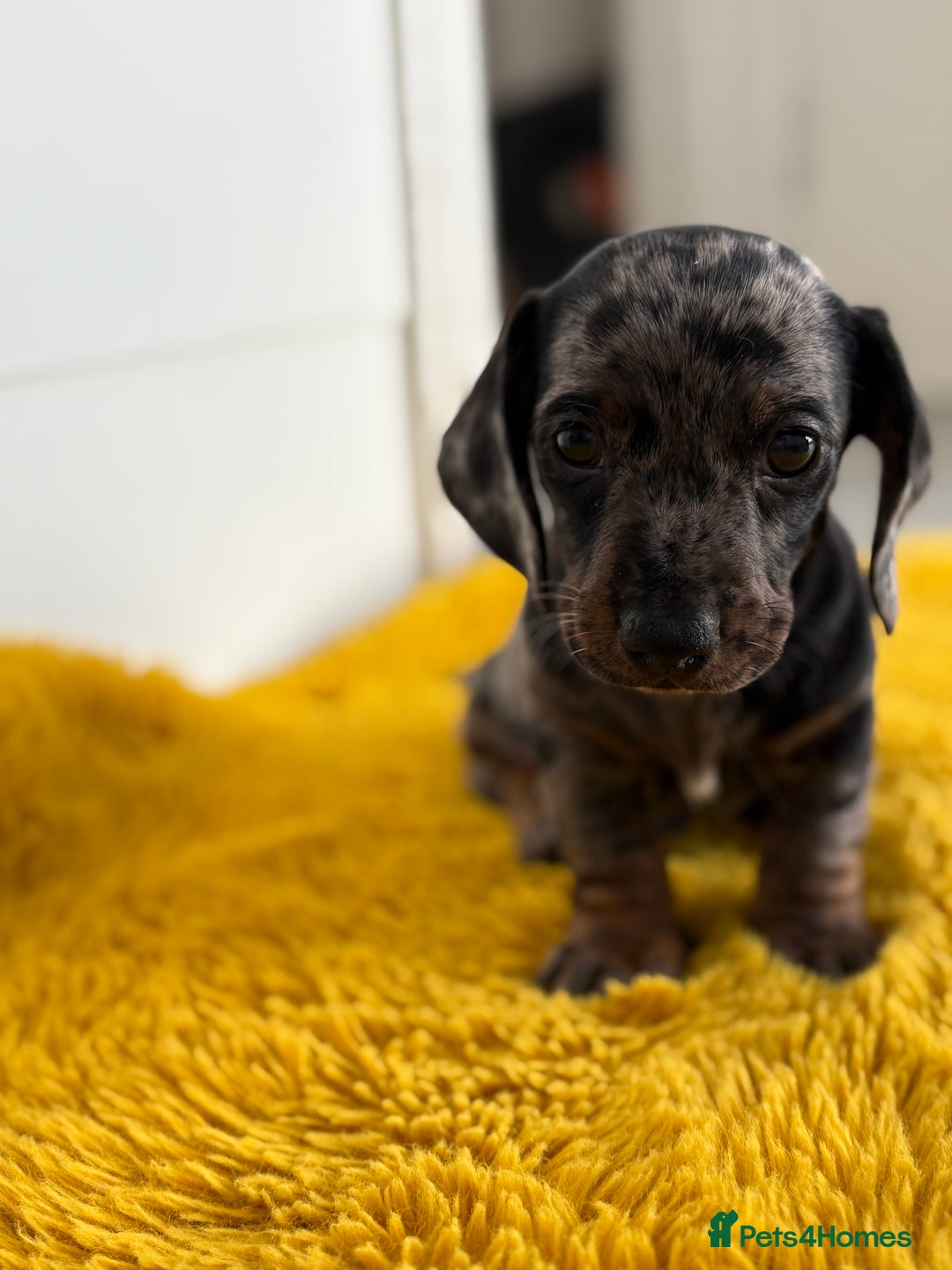 Miniature Dachshund dogs for sale: Miniature dachshunds ⭐️ 1 BOY LEFT ⭐️ - Image 1