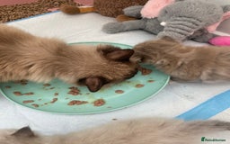 Ragdoll cats for sale: Mink Male Ragdoll - Image 5