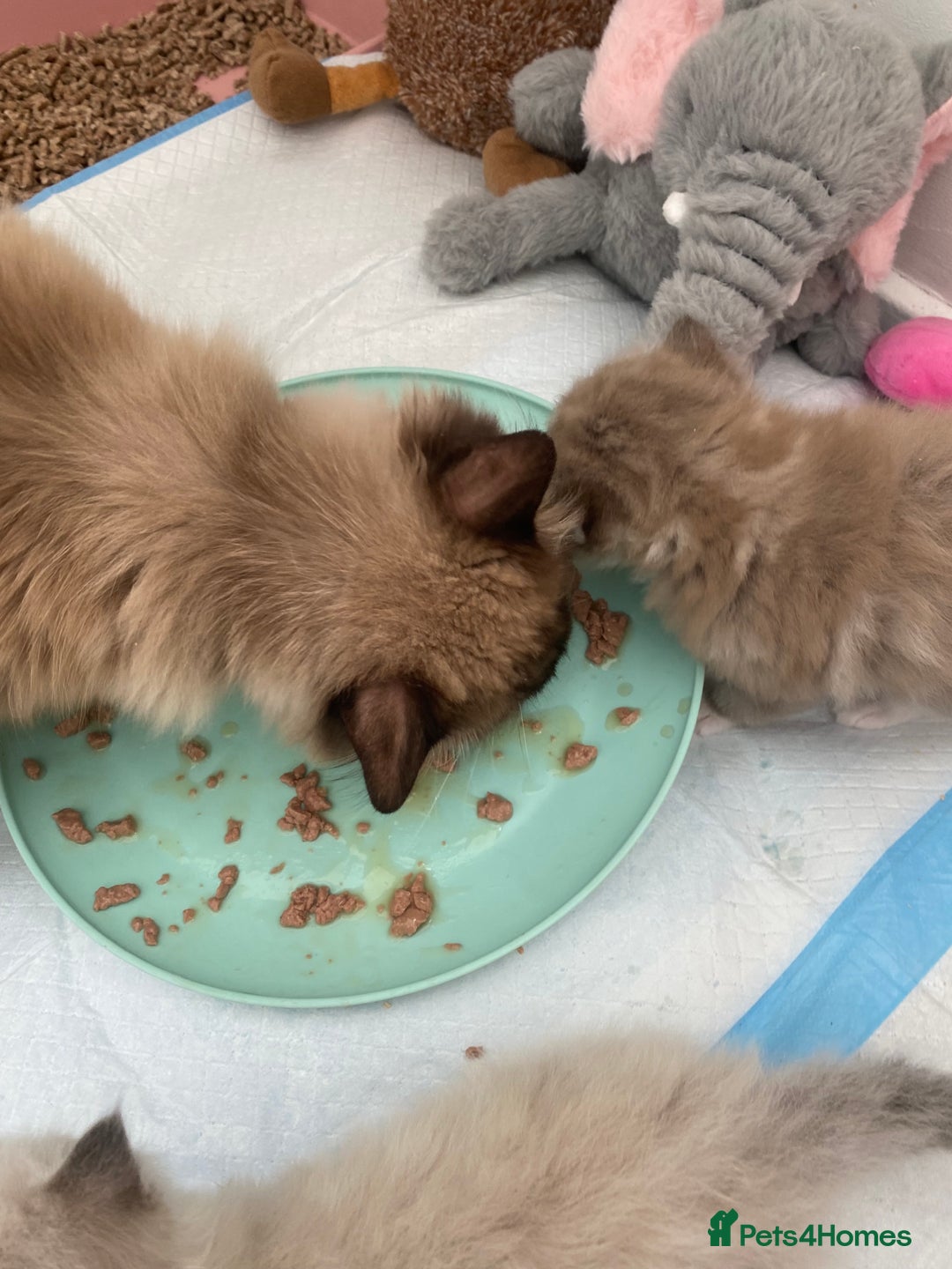 Ragdoll cats for sale: Mink Male Ragdoll - Image 5