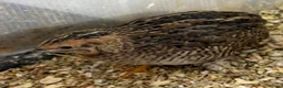 Mixed Breed birds for sale: Rescue birds for Adoption  - Advert 2