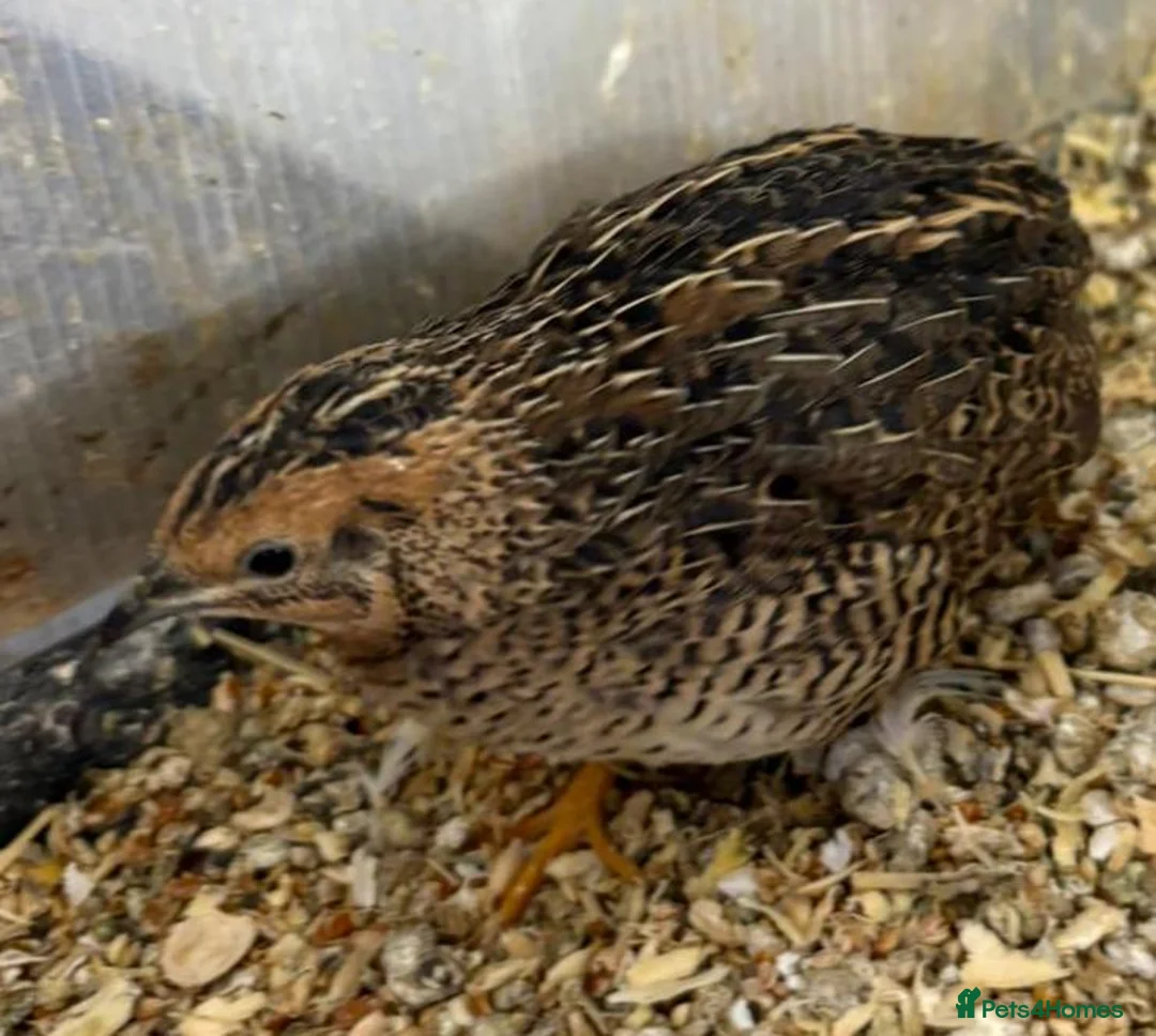 Mixed Breed birds for sale: Rescue birds for Adoption  - Advert 2