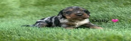 Cocker Spaniel dogs for sale: Outstanding Cocker Spaniel Puppies - Advert 2