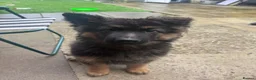 German Shepherd dogs for sale: rehoming my little Archie  in Derby - Advert 4