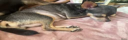 Chihuahua dogs for sale: 2 gorgeous little chihuahua girls - Advert 8
