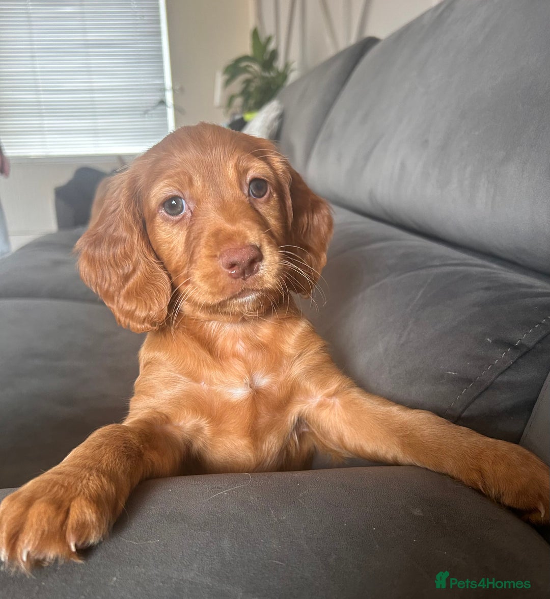 Cocker Spaniel dogs for sale: Regrettable sale - Image 2