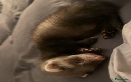 Ferret rodents for sale: Ferret  - Image 3