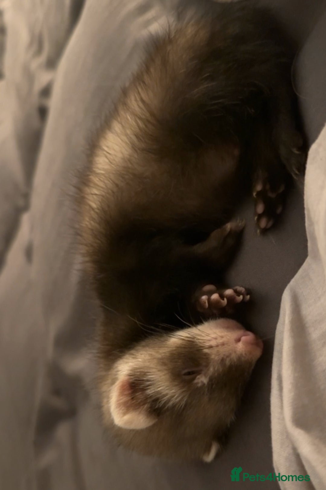 Ferret rodents for sale: Ferret  - Image 3