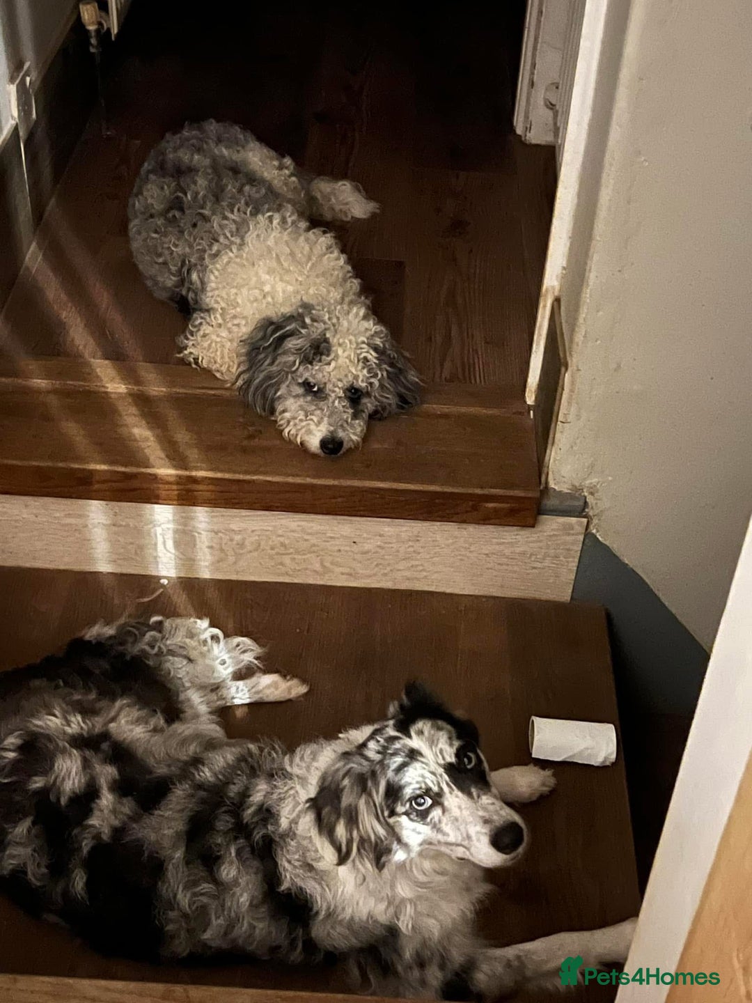 Bordoodle dogs for sale: F1 & F1b Bordoodle pups expected - Advert 14