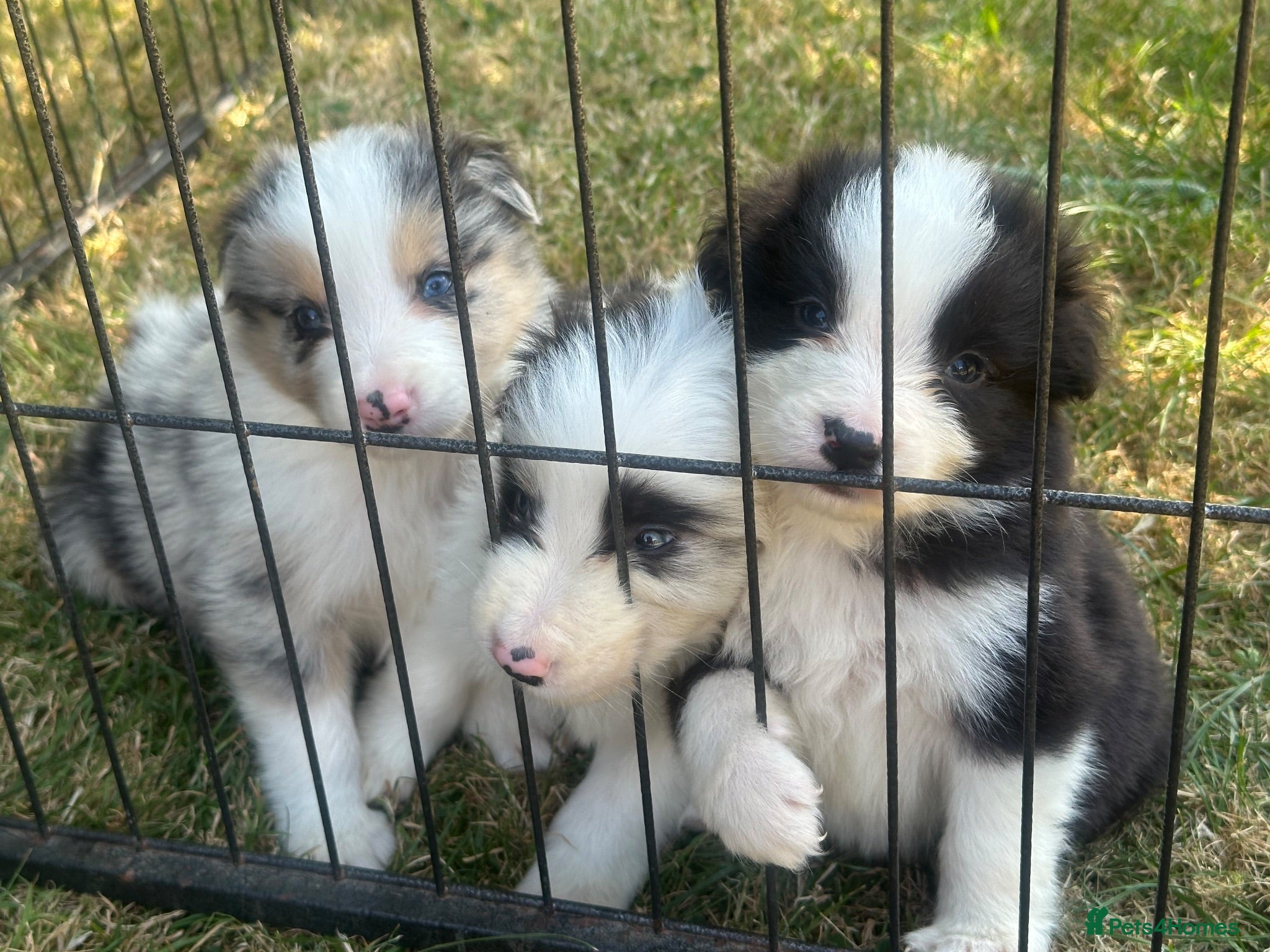 Border Collie dogs Stunning border collie pups - Advert 1