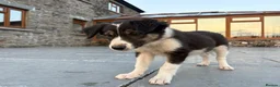 Border Collie dogs for sale: Beautiful Welsh Border Collie Puppies in Brecon - Advert 25