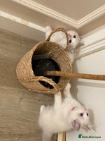 Ragdoll cats Beautiful Ragdoll Kittens – Stunning & Ready Soon - Advert 16