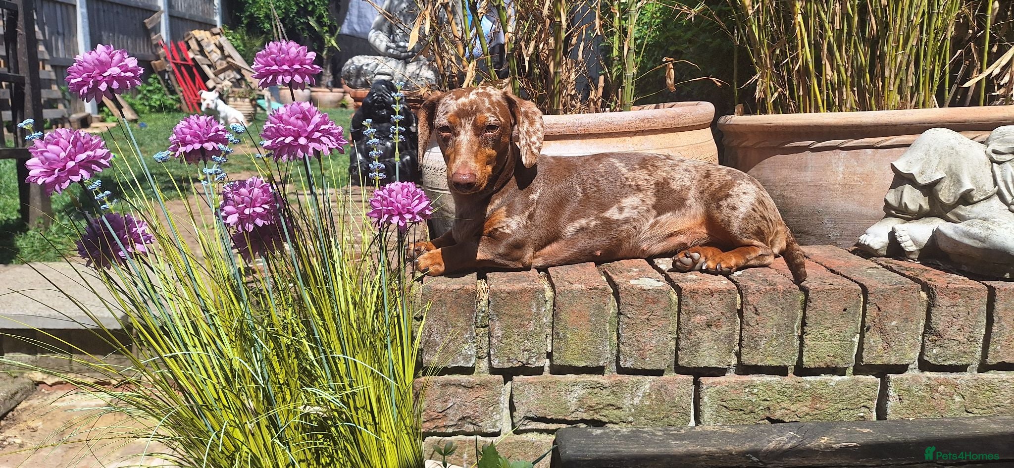 Dachshund dogs Beautiful 2 year old in tact female dachshund - Advert 13
