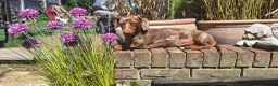 Dachshund dogs for sale: Beautiful 2 year old in tact female dachshund - Advert 1