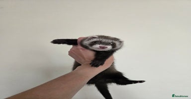 Ferret rodents - Advert 2
