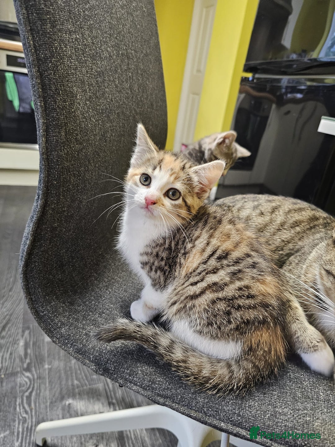 British Shorthair cats for sale: 🐱Four  Sisters Looking for Their Forever Homes!  - Image 24