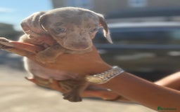 Miniature Dachshund dogs for sale: 7 stunning miniature dachshund puppies - Image 12