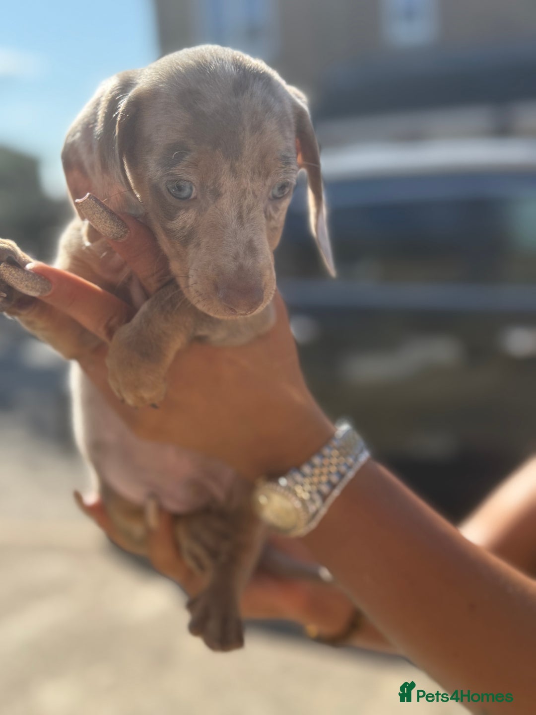 Miniature Dachshund dogs for sale: 7 stunning miniature dachshund puppies - Image 12
