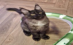 Maine Coon cats for sale: Stunning litter of Maine Coons - ready now! - Image 4