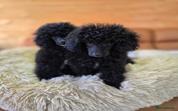 Toy Poodle dogs for sale: Stunning tiny Black girl Toy Poodle - Image 11