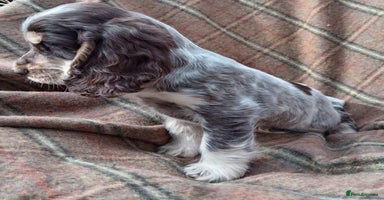 Cocker Spaniel dogs - Advert 8