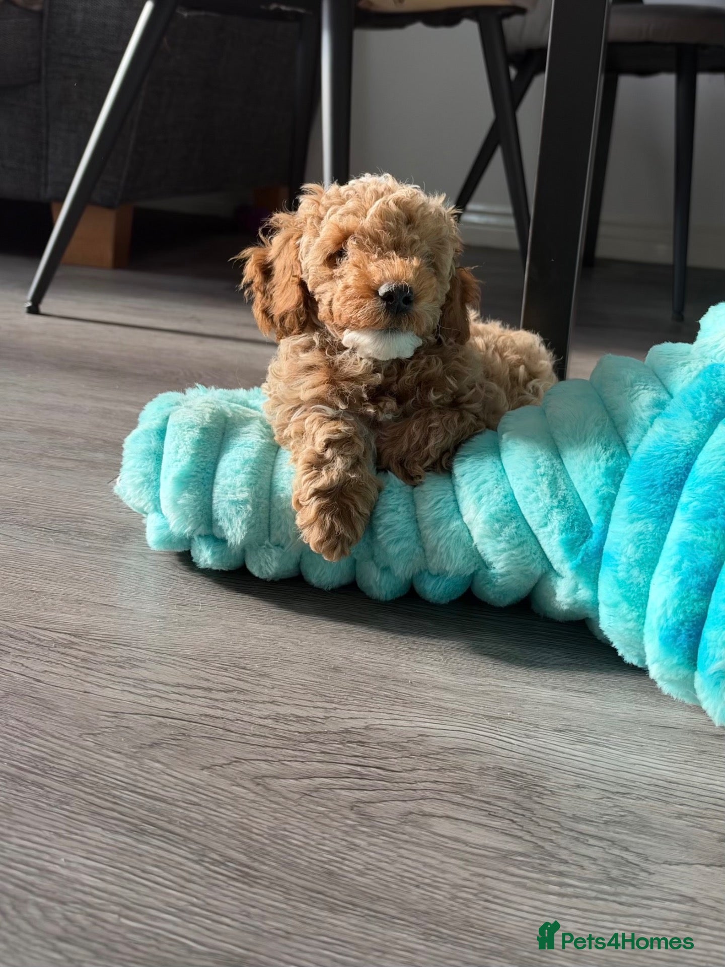 Cavapoo dogs Stunning cavapoo puppies  - Advert 2