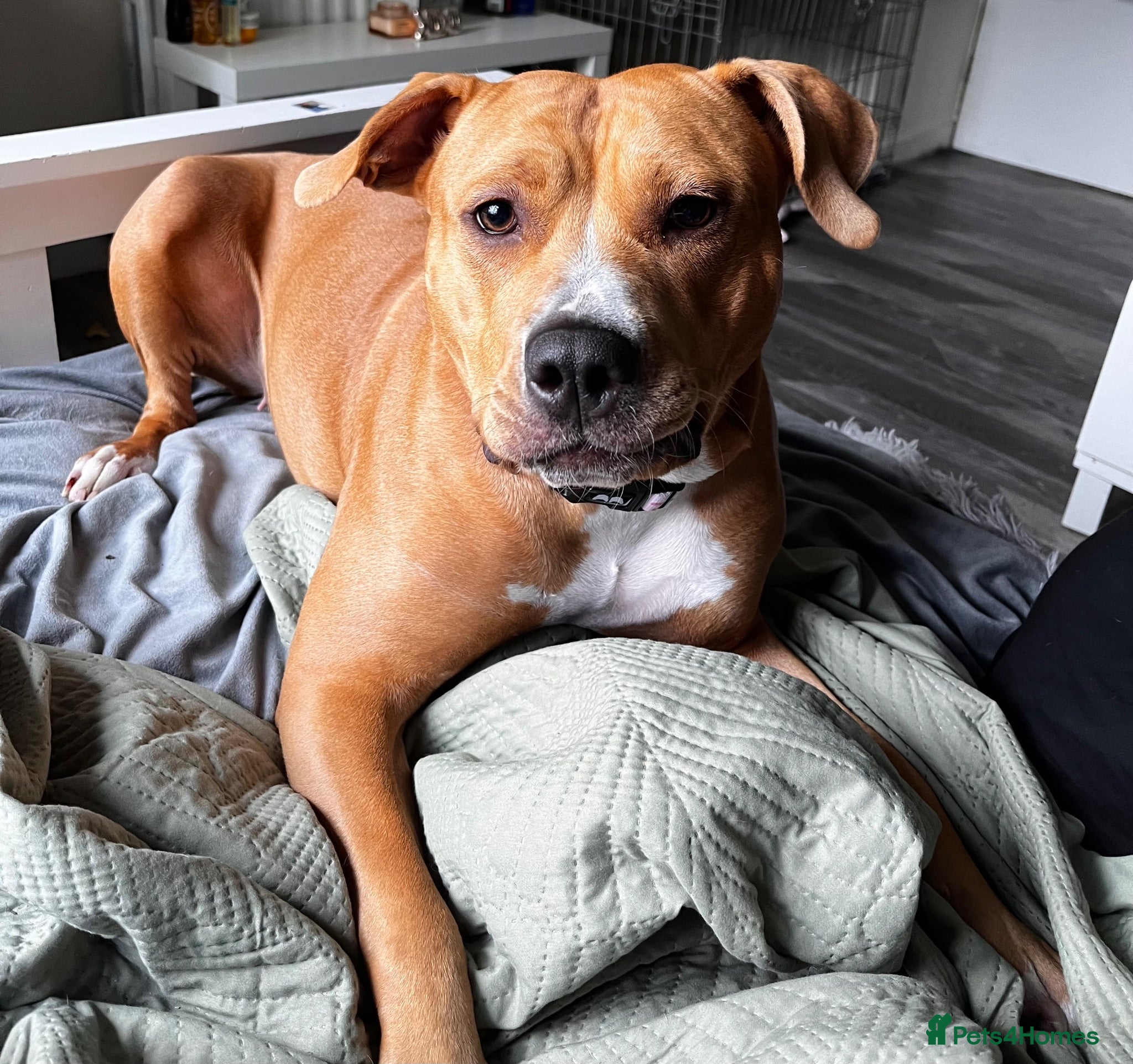 Mixed Breed dogs Rosie - Advert 10